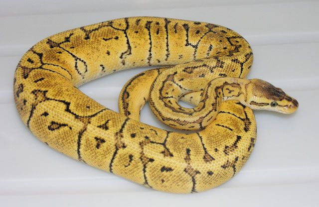 Vpi Lemonblast Spot Nose Ball Python Breeder Male Vida Preciosa